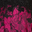 Black/Fuschia