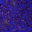 Bright Royal/Purple