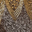 Charcoal Gold