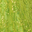 Electric Lime