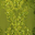 Eucalyptus