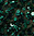 Forest/Gold