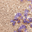 Gold/ Lilac