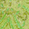 Lime/Multi