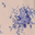 Porcelain Blue Floral