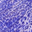 Purple/Leopard Print