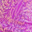 Purple Rain