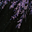 Twilight Amethyst/Black