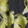 Yellow/Black